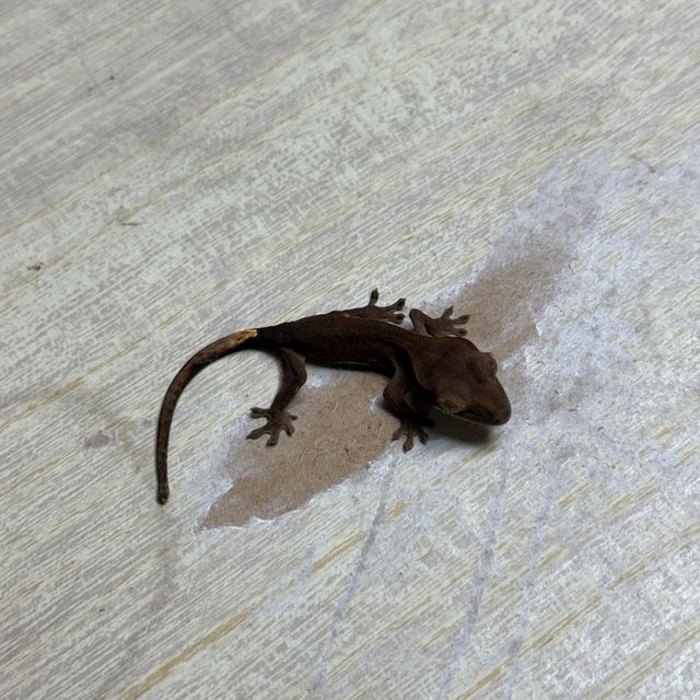 알티 챠콜 패턴리스 팬텀