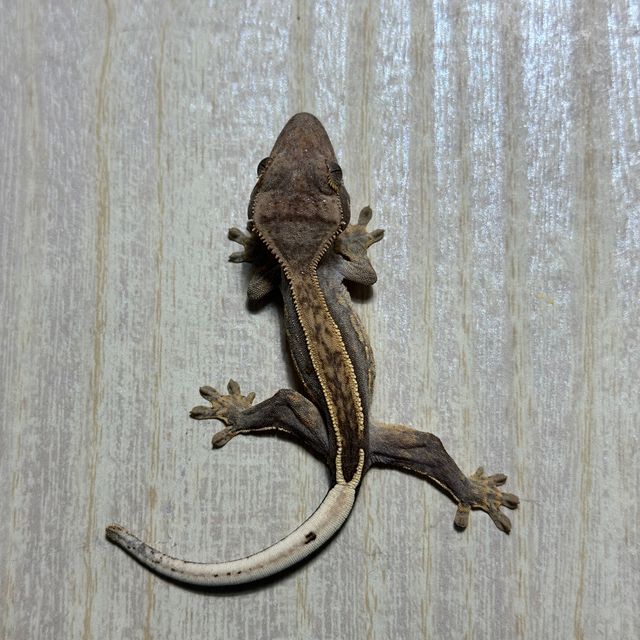 다크 엠티백