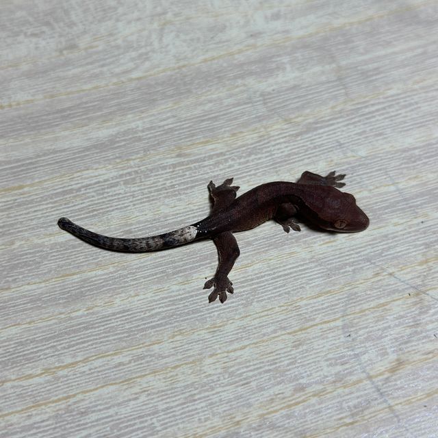 챠콜 카푸치노