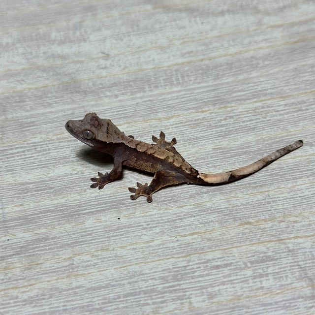다크 화이트핀 화이트스팟 트라이 익스트림할리퀸