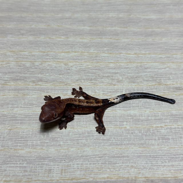 챠콜 할로윈 카푸치노