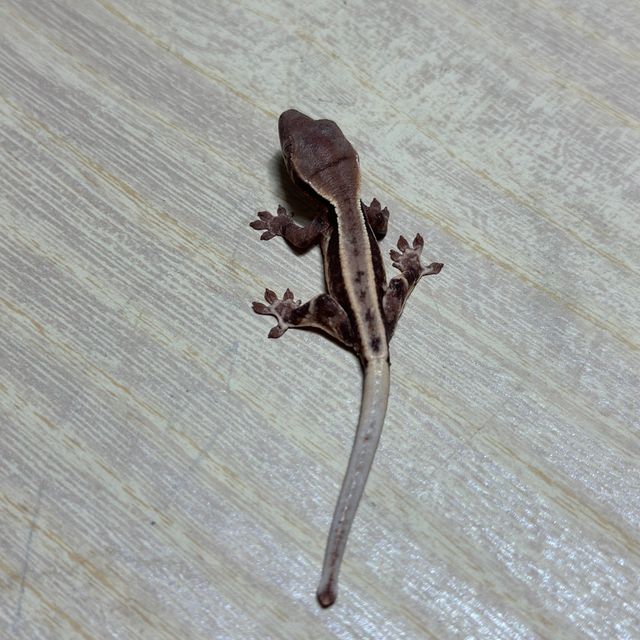 화이트스팟 드리피 프라푸치노 화이트핀