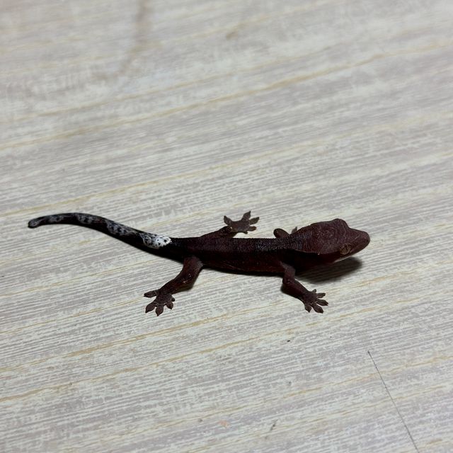 챠콜