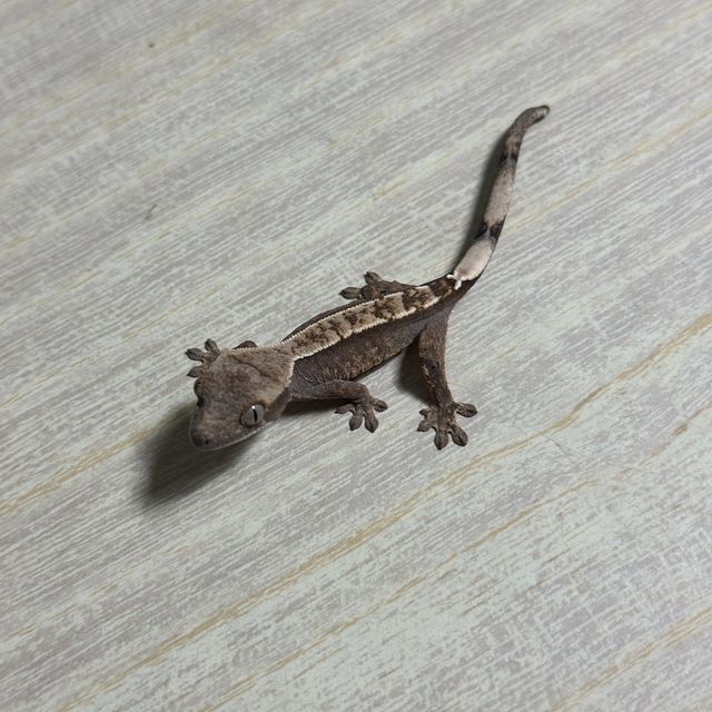다크 화이트핀 화이트스팟 트라이 익스트림할리퀸 카푸치노