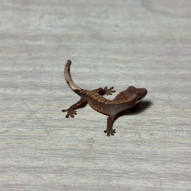 다크 플레임 화이트핀