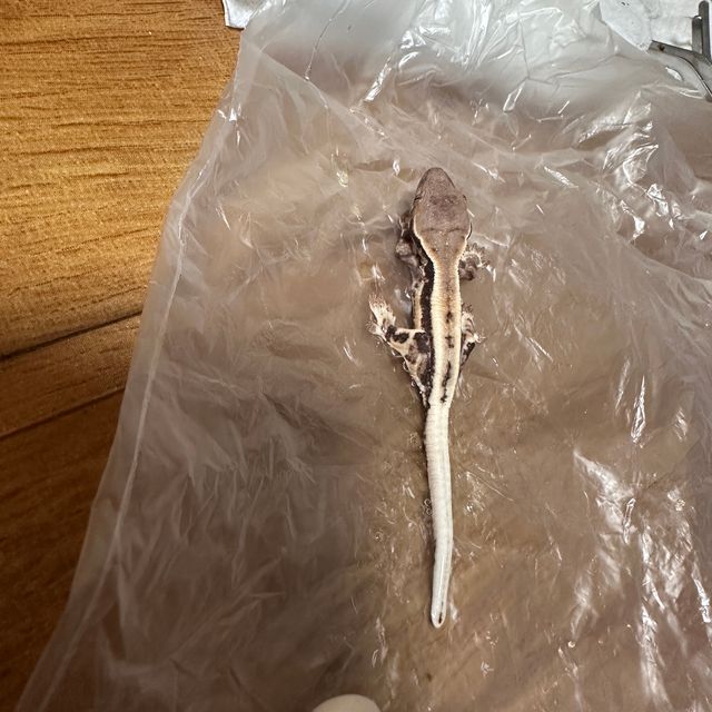 프라푸치노 드리피 화이트핀