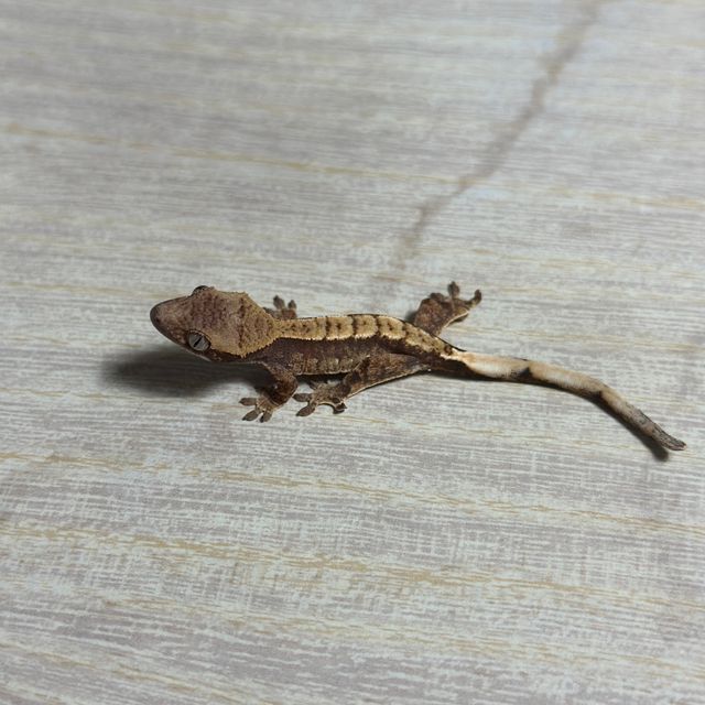 트라이 화이트핀 익스트림할리퀸 화이트스팟