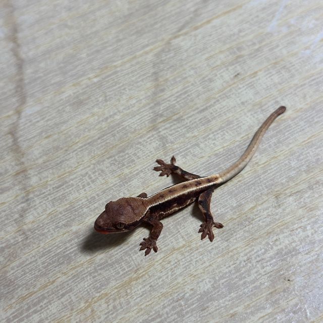프라푸치노 릴리화이트