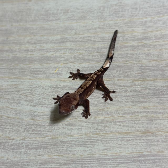 익스트림할리퀸 트라이 다크