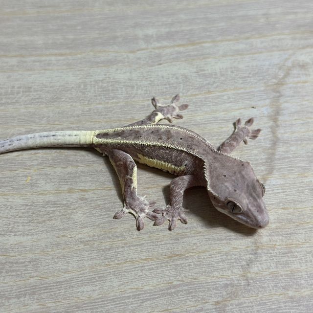 화이트핀 프라푸치노 팬텀 크림시클 크림