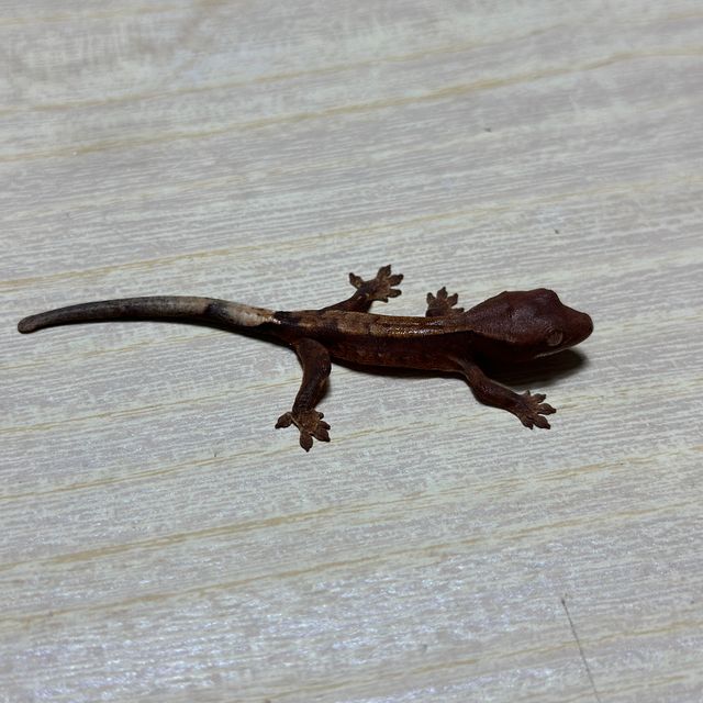 다크 팬텀 할리퀸