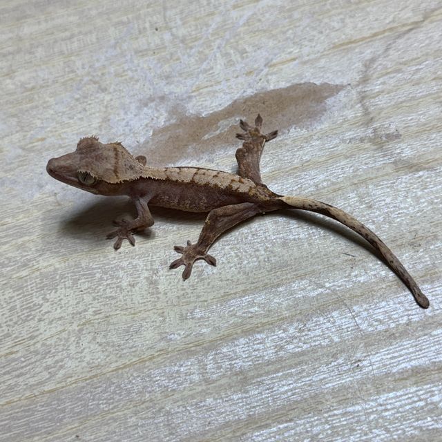 챠콜 플레임 다크