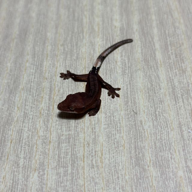 챠콜 팬텀 다크