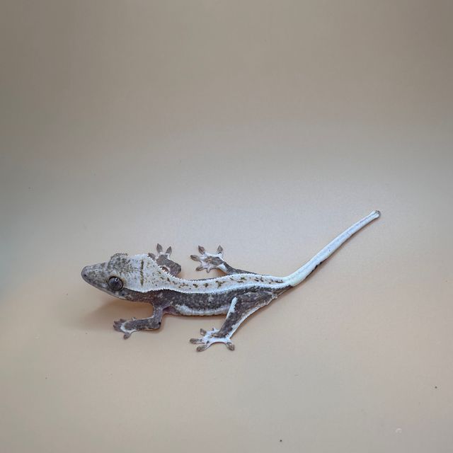 릴리화이트 트라이 화이트