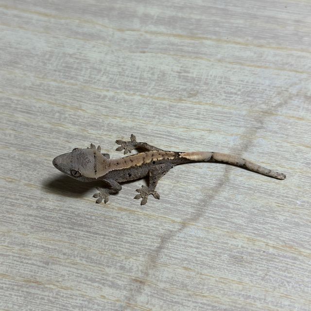 다크 플레임 화이트핀 화이트스팟