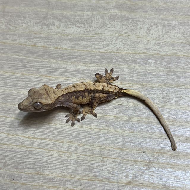 트라이 익스트림할리퀸 화이트핀 화이트스팟