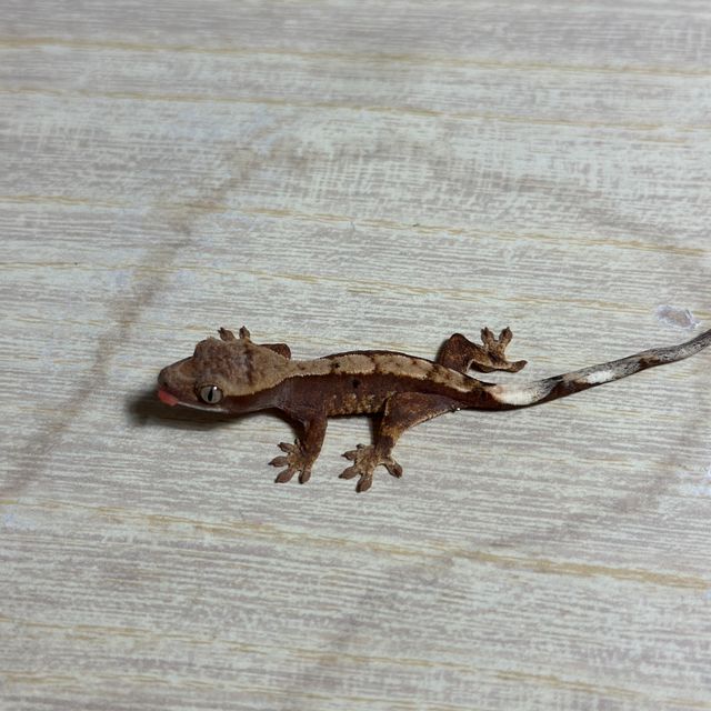 익스트림할리퀸 화이트스팟 화이트핀 트라이