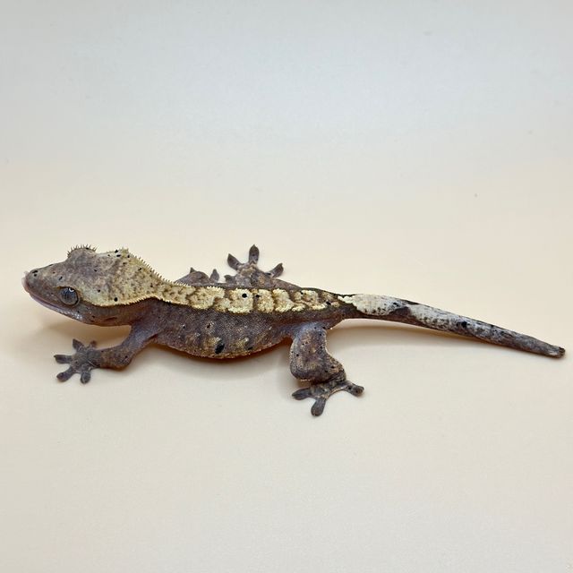 플레임 다크