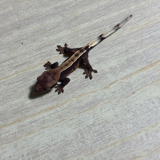 다크 화이트핀 화이트스팟 트라이 익스트림할리퀸