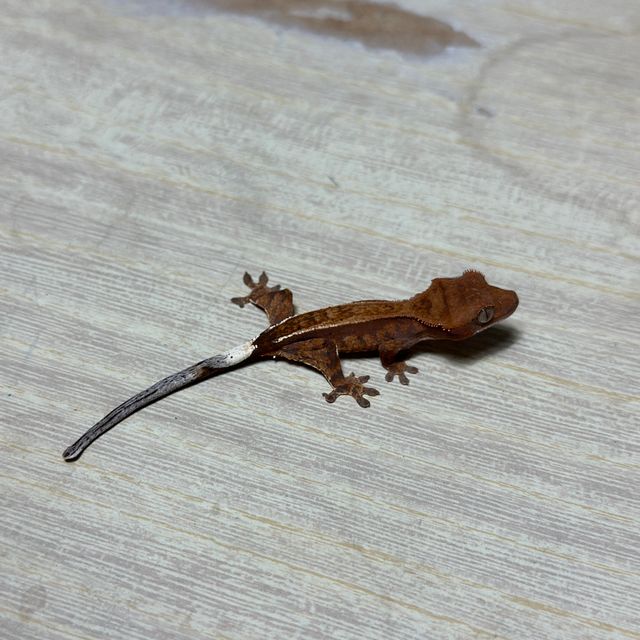 챠콜 화이트핀 슈퍼스트라이프 카푸치노 트라이