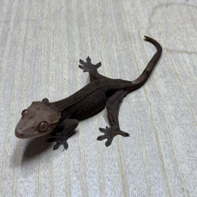 슈퍼스트라이프 챠콜 카푸치노