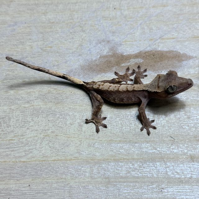 챠콜 플레임 다크
