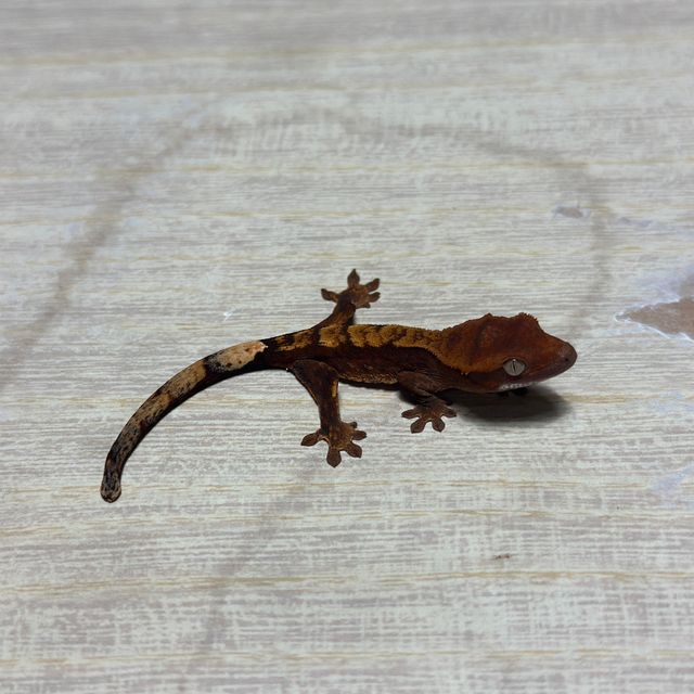 다크 플레임 챠콜