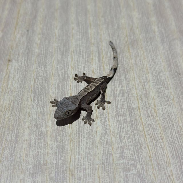 화이트스팟 화이트핀 트라이 익스트림할리퀸