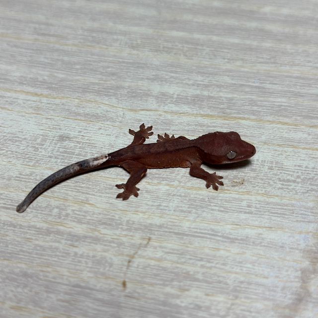 챠콜 패턴리스