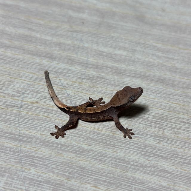 다크 화이트핀 화이트스팟 트라이 익스트림할리퀸