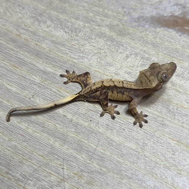 트라이 익스트림할리퀸 화이트핀 화이트스팟
