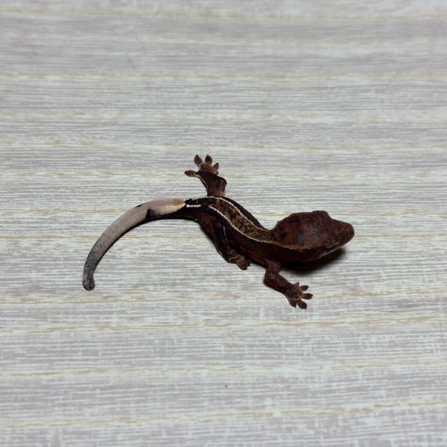 다크 엠티백