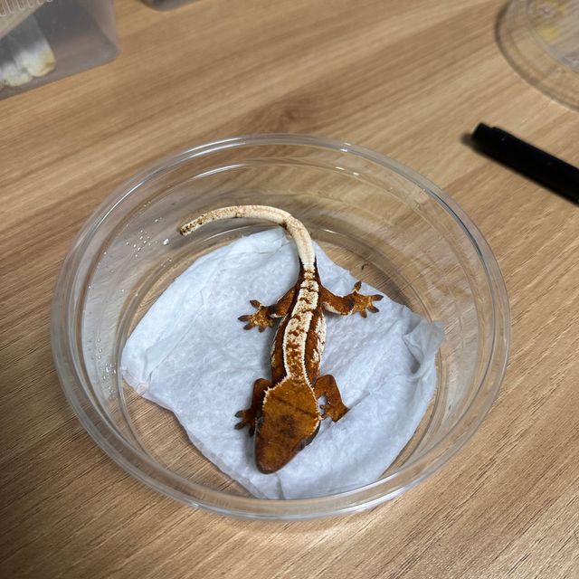 노멀 트라이 익스트림할리퀸 할리퀸 텐저린