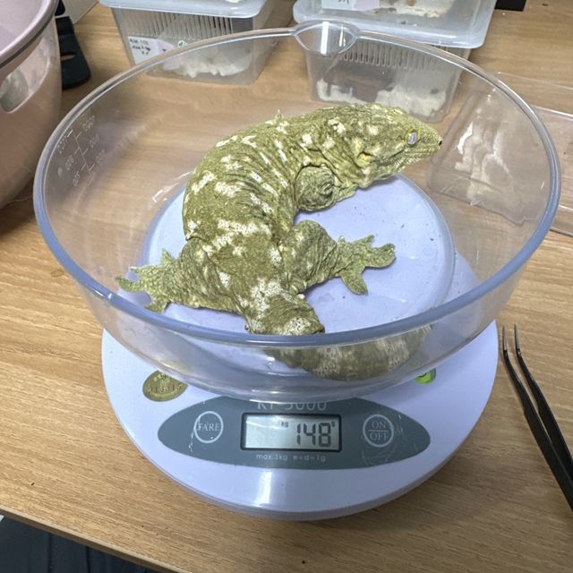 누아미 노멀