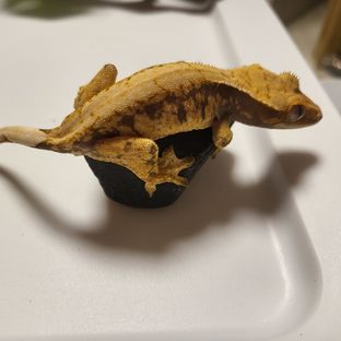 노멀 드리피