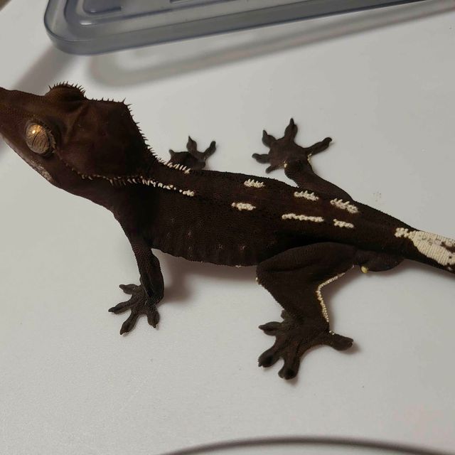 아잔틱