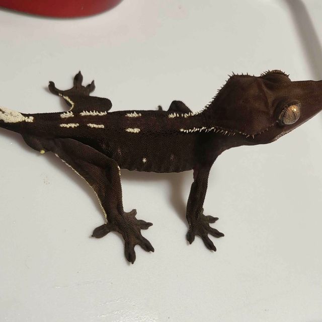 아잔틱