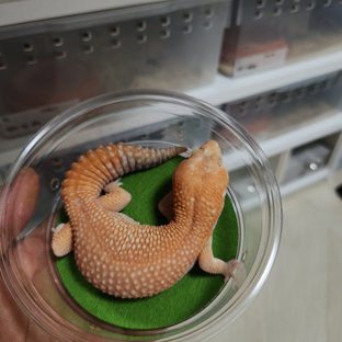 화이트아웃 아멜라니스틱 패턴리스