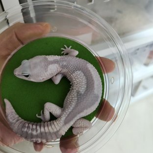 고스트 오레오 줄루