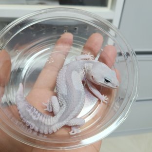 고스트 오레오 줄루