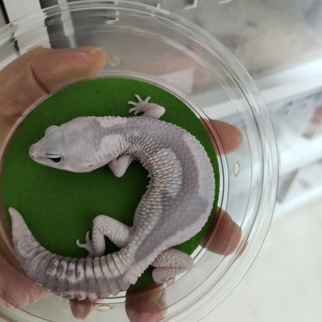 고스트 오레오 줄루