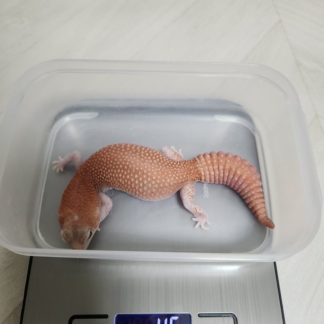 아멜라니스틱 패턴리스