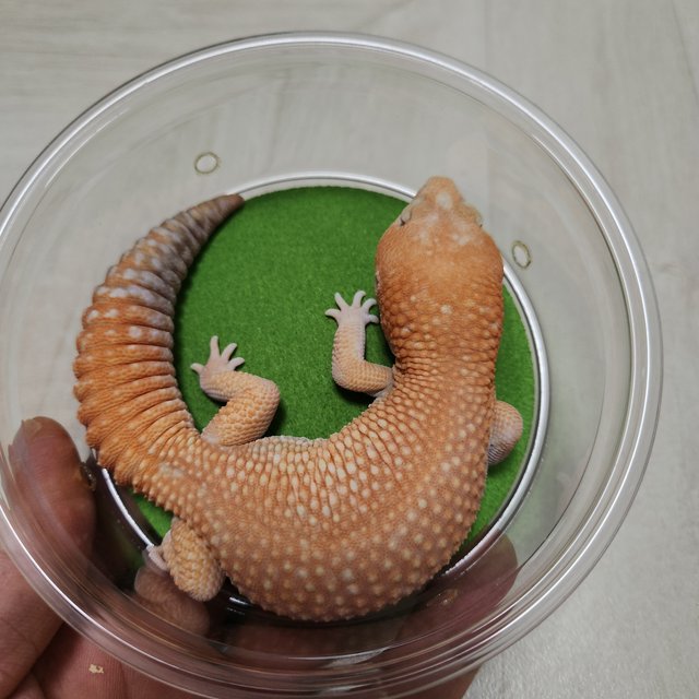 화이트아웃 아멜라니스틱 패턴리스