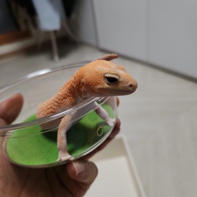 화이트아웃 아멜라니스틱 패턴리스