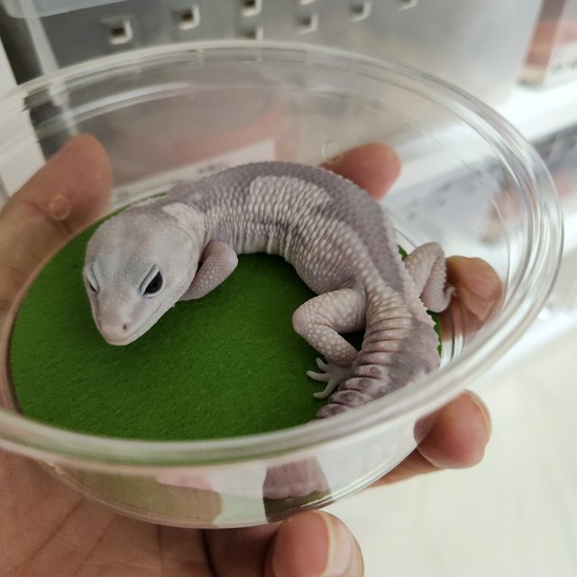 고스트 오레오 줄루