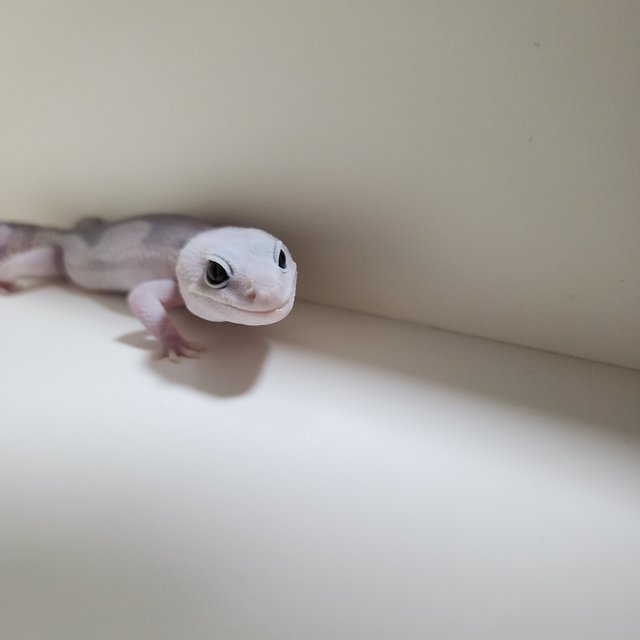 고스트 오레오 줄루