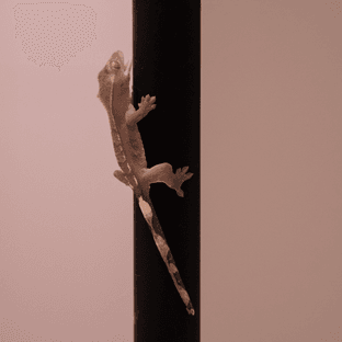 카푸치노 아잔틱