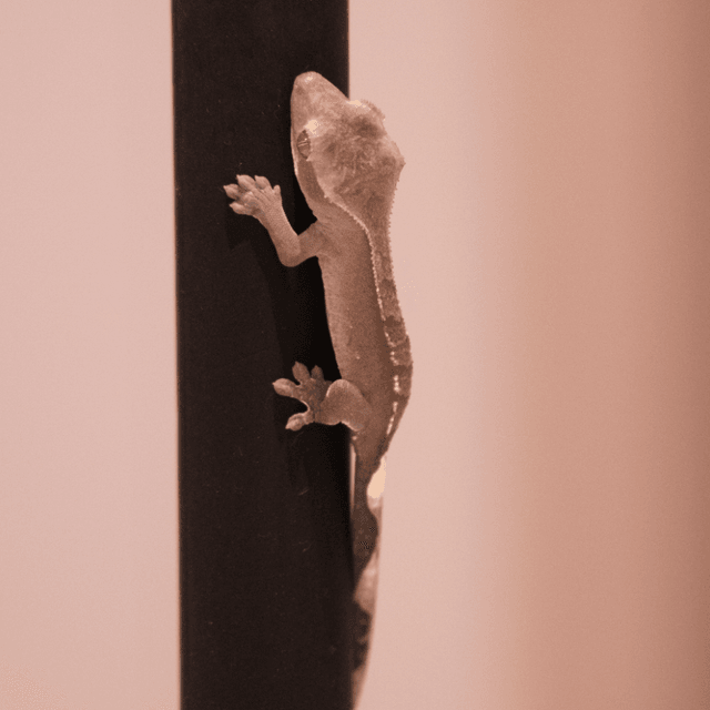 카푸치노 아잔틱