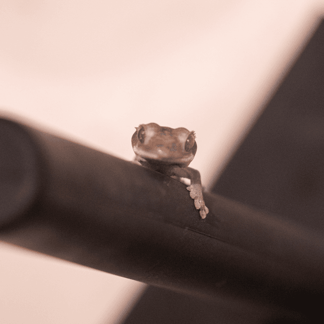 카푸치노 아잔틱