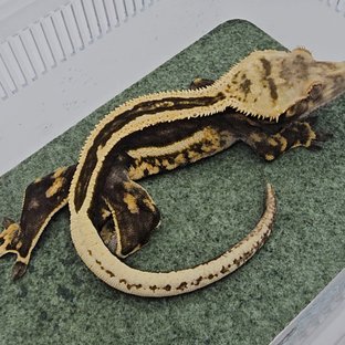 슈퍼스트라이프 엠티백